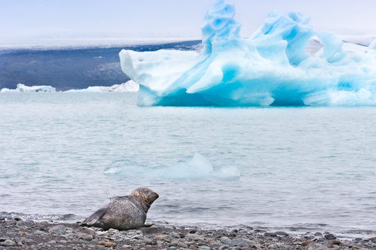 duck iceberg