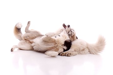 zwei junge Hunde beim Spielen