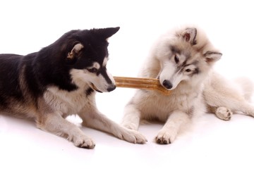zwei Hunde kämpfen um Knochen