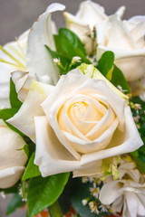 Close up cream rose