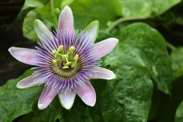 Passionsblume