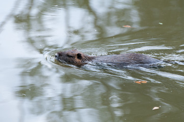Coypu swimming in the pond - Wildlife of France © bigmagic
