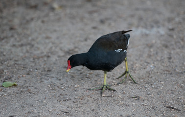 Moorhen on the ground