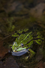 Grüner Frosch -Makroaufnahme