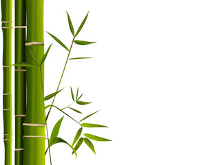 Fototapeta na wymiar bambous