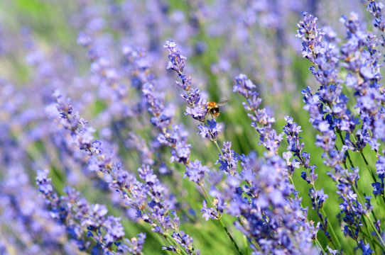 Lavenders and bumblebee