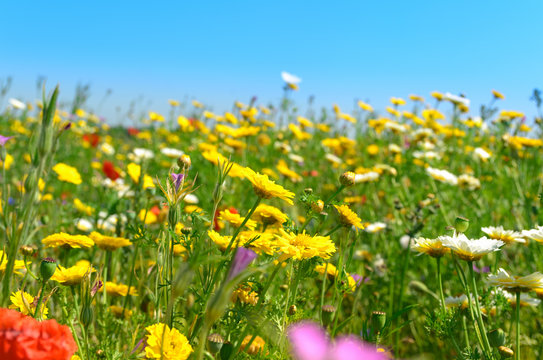 Sunny field of wild flowers