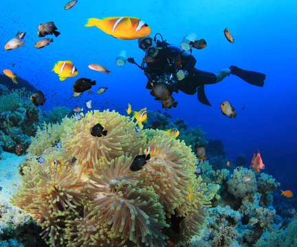Underwater Photographer surrounded by Tropical Fish