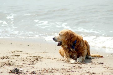 Golden Retriever am Strand