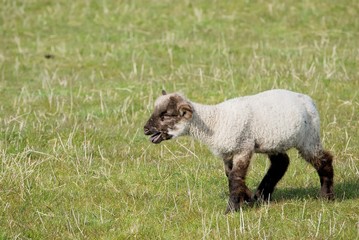 Lamm schreit nach seiner Mutter