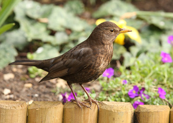 Female Blackbird