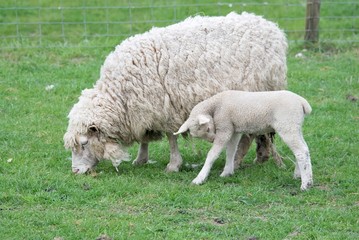 Lamm und Muttertier