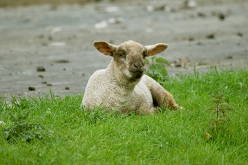 Schaf auf einer Wiese