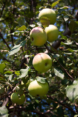 ripe apples on tree branch