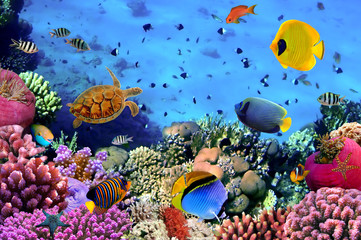 Panele Szklane  Zdjęcie kolonii koralowców