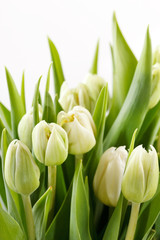 Plakat ładne tulipany