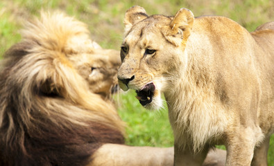 Close-up of Lioness