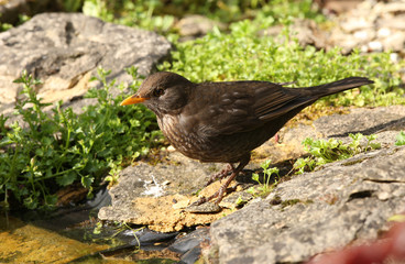 Female Blackbird