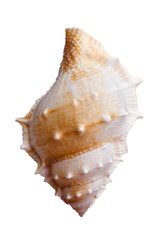 Empty sea shell