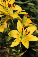 Obraz premium Желтая лилия