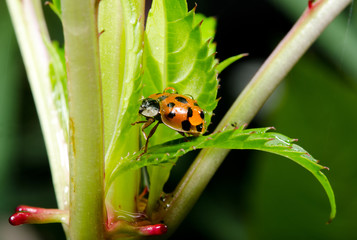wet asian ladybird hiding from rain