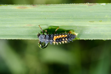 ladybird larva with hanging raindrop reflecting meadow