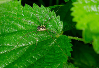 daddy longlegs on stinging nettle