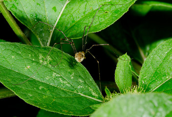 harvestman running away into bush