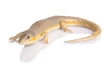 Berber skink