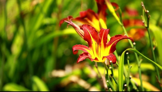 Orange Lily Blooming in a Sunny Garden