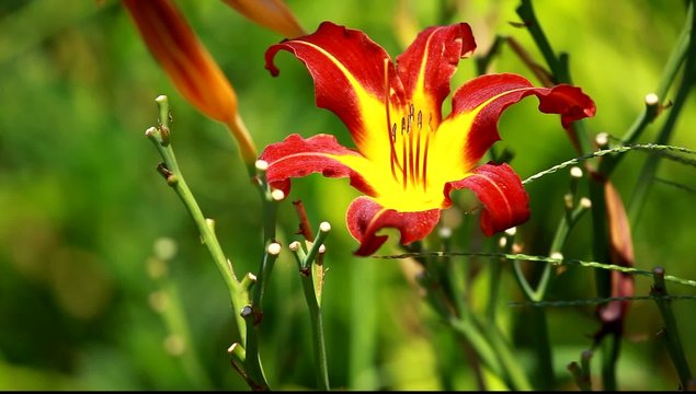 Orange Lily Blooming in a Sunny Garden