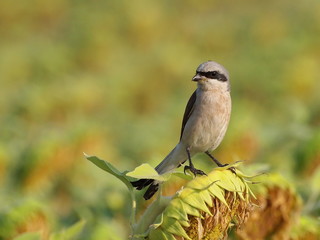 Red backed Shrike on sunflower, Lanius collurio