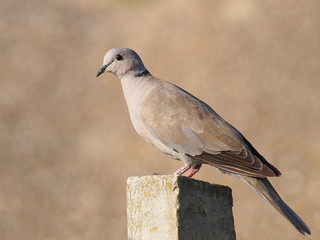 Collared Dove, Streptopelia turtur