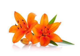Fototapeta premium Two orange lily