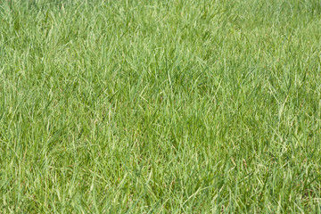 Green grass field top view