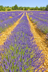 Fototapeta na wymiar Lavender landscape in the south of France