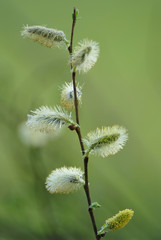 Obraz premium pussy-willow [sallow] branch
