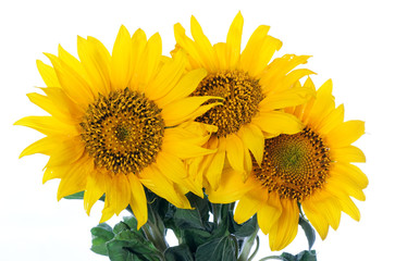 Obraz premium sunflowers