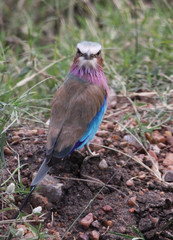 Vogel in Afrika
