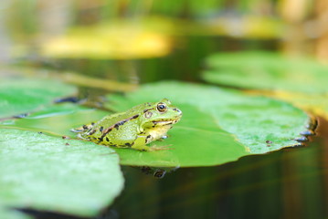 Frog sits on a green leaf