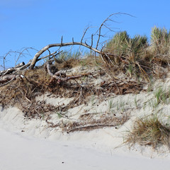 Abbruchkante an einer Düne auf Sylt