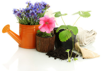 watering can and plants in flowerpot isolated on white