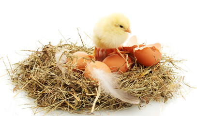 beautiful little chicken, eggs and eggshell in nest, isolated