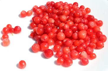 Summer Berries - Red Huckleberry