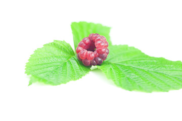 Raspberries and green leaves on white background