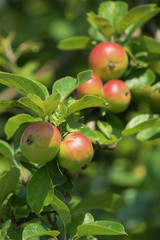 apfel gesundheit öko