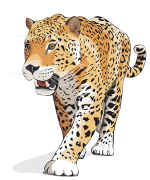 Jaguar, wild cat Panther. Vector, isolated