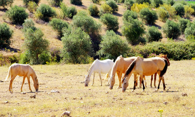 Horses grazing in dry field