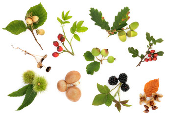 Autumn Nature Study