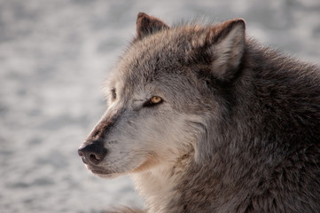 dramatic wolf portrait
